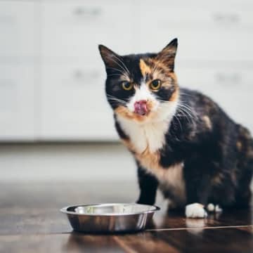 猫の『食欲が落ちた』と感じたら…チェックすべき4つの原因　改善のためのアイデアも