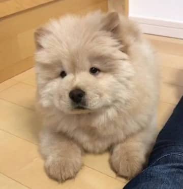 「ふわふわのぬいぐるみ」のようなチャウ・チャウの子犬→6年後には「大きくて可愛いモコモコ」に成長！