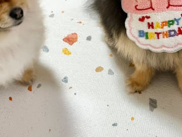 誕生日でウキウキのポメ　その隣を見ると…「笑っちゃった」「いい表情」