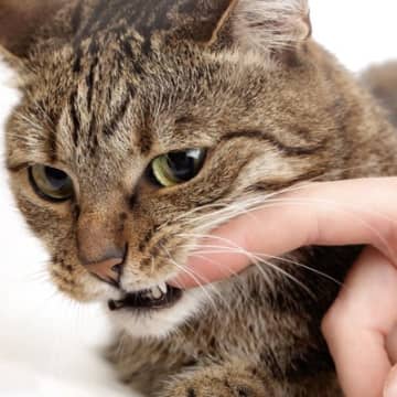 猫に『本気噛み』されたら怖い3つの理由　たかが猫の傷…と甘くみてはダメ！