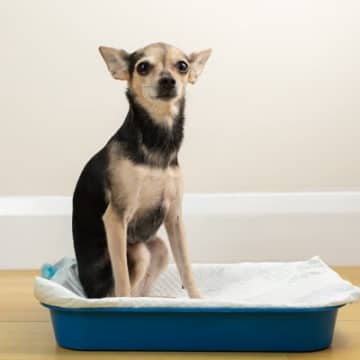 犬がトイレを我慢しているときにみせる行動5選　排泄をしない原因や理由まで