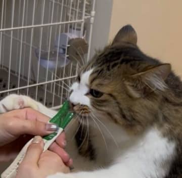腕をムキムキさせながら、立ち食いスタイルでオヤツを食べる猫　「つよそう」「中に人が入ってそう」と話題に！