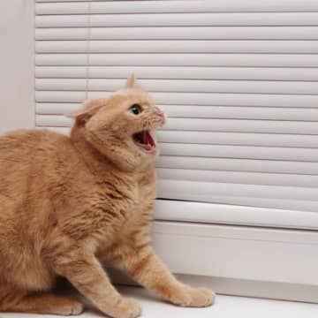 『パニックになっている猫』への間違った対応、3つのNG行為　我を忘れるきっかけになるシーンもご紹介