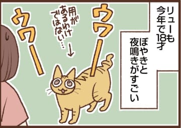 【吉川さん家の猫事情】#96話 年を取ると別ステージに♪