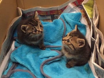 猫を飼う機会になかなか恵まれなかった夫婦がようやくお迎えした2匹の保護子猫→体が大きく成長し、9才の誕生日を一緒に迎えた姿にほっこり！