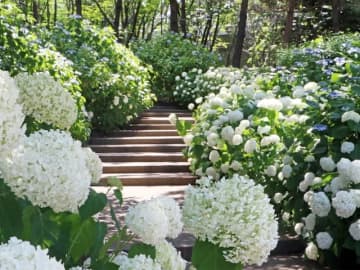 横浜のアジサイスポット7選！ 神奈川県下最大級2万株のアジサイが咲く意外な場所とは？【2025年】
