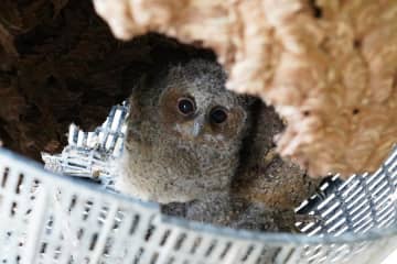 ヒガシオオコノハズクがハチの空き巣で子育て　中国雲南省