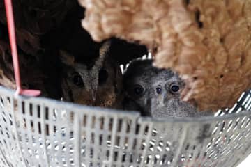 ヒガシオオコノハズクがハチの空き巣で子育て　中国雲南省