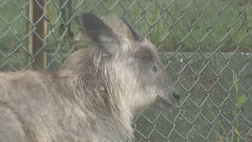 麻酔銃とみられる長い筒使い…公園に迷い込んだニホンカモシカを無事捕獲 ケガの治療後に本来の生息地へ