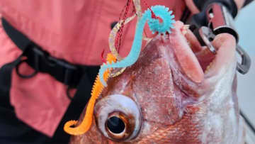 【タイラバ入門】読めば分かる！タイラバのタックルから釣り方、深堀りまで