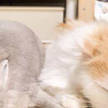 ぴったり寄り添ってお昼寝するウサギと猫→2匹の『おてて』を見てみたら…泣けるほど可愛い瞬間が155万表示「まさに尊い」「守りたい」