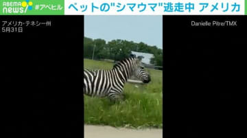 ペットの“シマウマ”が激走！よろめきながらも必死に逃走する姿がカメラに 米