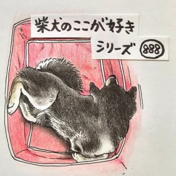 柴犬あるある、柔軟な体で寝違え知らずなとこ｜連載「ここ掘れここ柴」vol.289