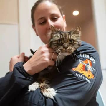 ユタ州の米国立公園で崖から116メートル転落した猫が奇跡の生還！