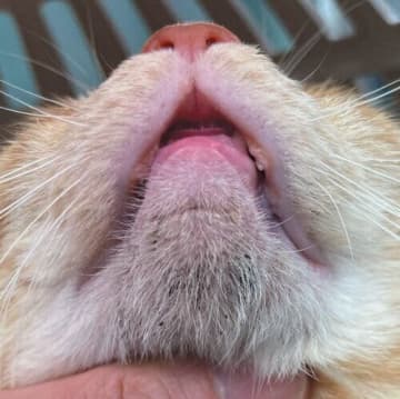暑い季節はとくに注意！  自宅で簡単「猫のあごニキビ」お手入れ法を獣医師が解説！