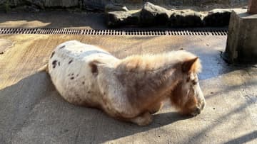【ぐったりするのは人だけじゃない】馬の「夏バテ」