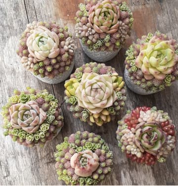 多肉植物寄せ植えスクール succulent arrangement amt　京都から東京に拠点を移し活動開始！