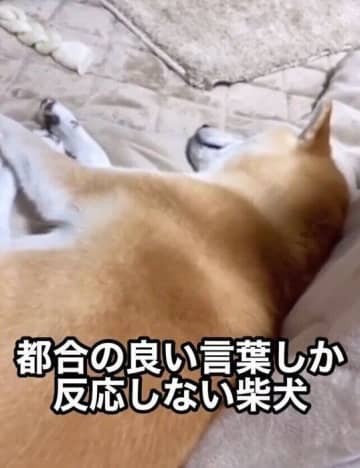 「歯みがき」には無反応なのに「散歩」の声かけには即反応する柴犬！"都合の良い言葉にだけ反応する”犬の心理とは