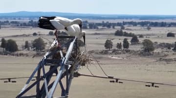 草原の送電鉄塔でコウノトリが子育て　中国内モンゴル自治区