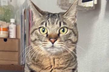 「“ひとり”でできるくせに人間に手伝わせるうちのお嬢様」　元保護ねこの個性的なトイレスタイルが話題に　「いえ女王様では」