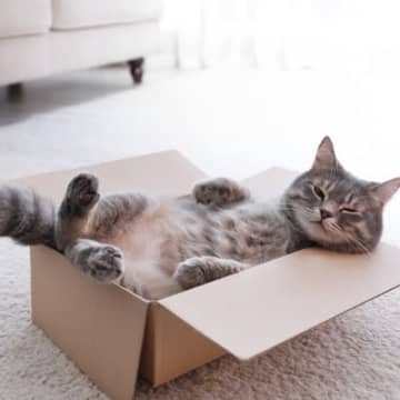 猫を魅了する『段ボール』何がそんなにいいの？考えられる3つの理由