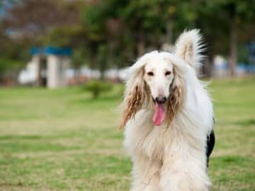 最高時速72km！【足が速い犬種ランキング】。3位はスルーギ、2位はサルーキ、1位は？〈教えて！今泉先生〉