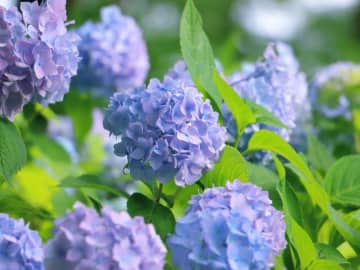 「文京あじさいまつり」が行われる会場は文京区のどこ？