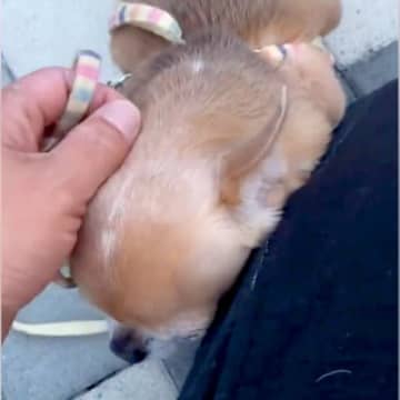 散歩中『撫でてくれる人』に会えなかった犬→想像以上に落ち込んで…なんだか切ない『妥協案』に２万いいね「私が撫でます」「自分やります」の声