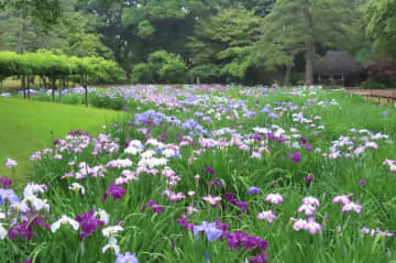 小石川後楽園のハナショウブが見頃に 毎年恒例「花菖蒲の小道」もお目見え