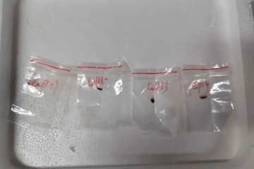 生物学的病原体の密輸試みた疑い、中国人研究者２人を訴追　米検察