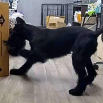 大きいダンボールが手に入ったので『大型犬とかくれんぼをしてみた』結果…絶対にごまかせない光景が63万再生「想像以上にデカかったｗ」