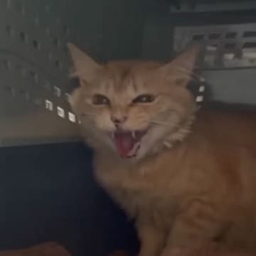 『半年間触らせてくれなかった元野良猫』をお風呂に入れたら…翌日の『まさかの光景』が泣けると反響「感動が伝わってきて涙」「グッときた」