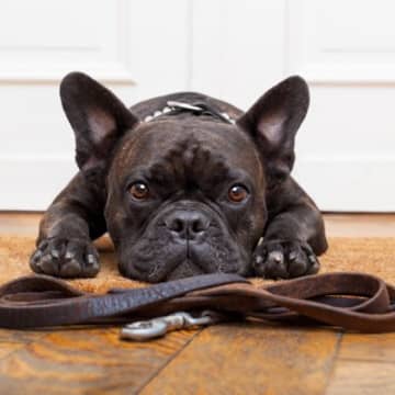 犬が『散歩に行きたがっている』ときにみせるサイン5つ　愛犬からの要求に対する注意点とは？