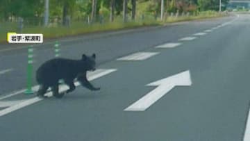 【突然】車の前にクマが！岩手・紫波町で自動車道横断「通り過ぎる瞬間に目が合う形」　山形・新庄市では車に衝突「鈍くて固い音がした」