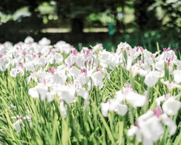 横須賀でハナショウブ鮮やかに　開花は10日前後がピーク、「まつり」も開催中