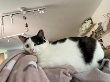 抱っこは苦手なのに「飼い主のパジャマの上」に乗るのは好きな元保護猫　ツンデレっぷりが愛おしすぎる！