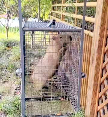 2カ月前に動物園から脱走したカピバラ、痩せるどころか太って戻ってくる―中国