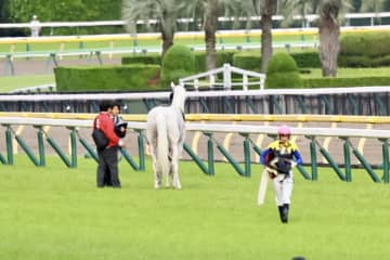 【目黒記念】人気の白毛馬ハヤヤッコが競走中止…右前浅屈腱不全断裂も命に別状なし