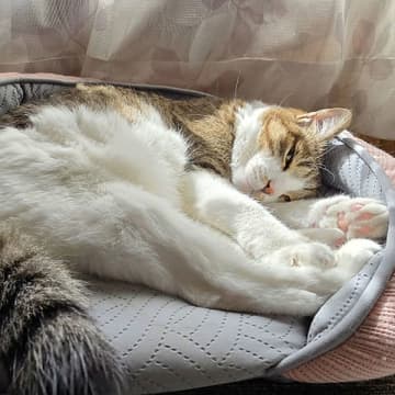シニア猫の排尿、排便の補助をしてあげよう【ワンニャンのSOS】