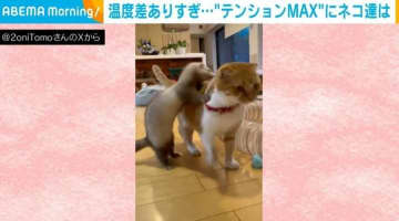 「温度差がありすぎるww」テンション高めのフェレットをスルーする猫の姿に「みんなと遊びたいんだよね」「元気さがすごく可愛らしい」と反響
