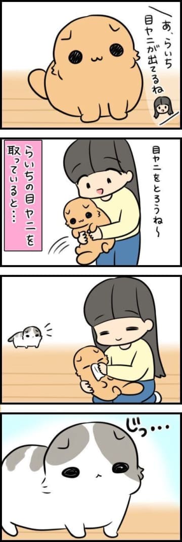 愛猫の嫉妬心が生んだ奇跡！スキンシップの変化【連載】もふもふスコたん#351