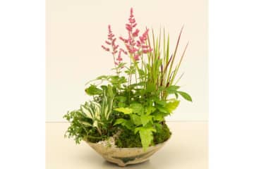 【ガーデニング】おしゃれで涼しげ！ 初夏の「和モダン寄せ植え」