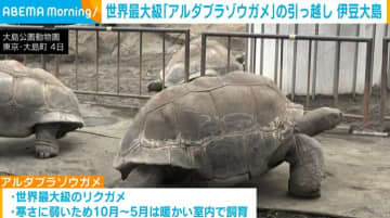世界最大級「アルダブラゾウガメ」の引っ越し開始 東京・伊豆大島