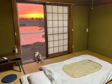 「何を思うのかな？」夕焼けを眺めて思いにふける猫に17万いいね→「なんて素敵な夕暮れと赤」「夢の世界です」と反響