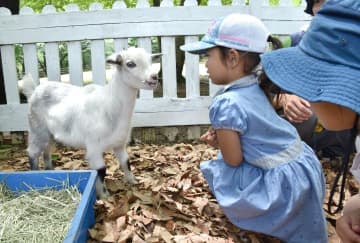 ヤギ両足にハート　2匹目　「カイト君」人気　水戸・森林公園　茨城