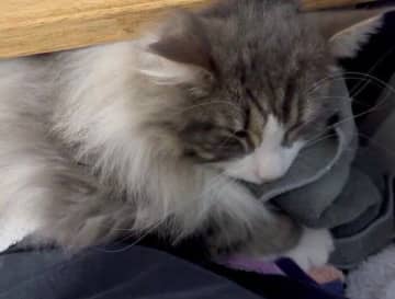 飼い主がゲームをしていると膝の上にやってくる猫　“ふみちゅぱ”しながら甘える姿が可愛い！