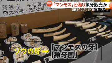 【悪質】取引規制の「象牙」を規制外の「マンモスの牙」と偽り密売「年商1億円」醍醐信昌容疑者（58）ら家族4人逮捕「たばこポイ捨てレベルと思っていた」　埼玉・草加市