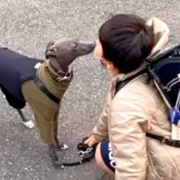 近所で暮らす小学1年生の男の子と毎朝散歩する犬…3年後→涙が止まらない『切なすぎるお別れの光景』が9万再生「泣ける」「友情に感動」