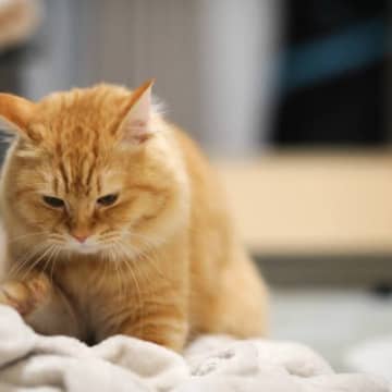 猫が思わず『フミフミ』したくなるタイミング5選　どんなキモチのときにするの？全くしないのはおかしい？