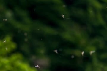 「神秘的なスーパーハッチ」川面を飛び交う虫たちのシンフォニー！【新潟県】